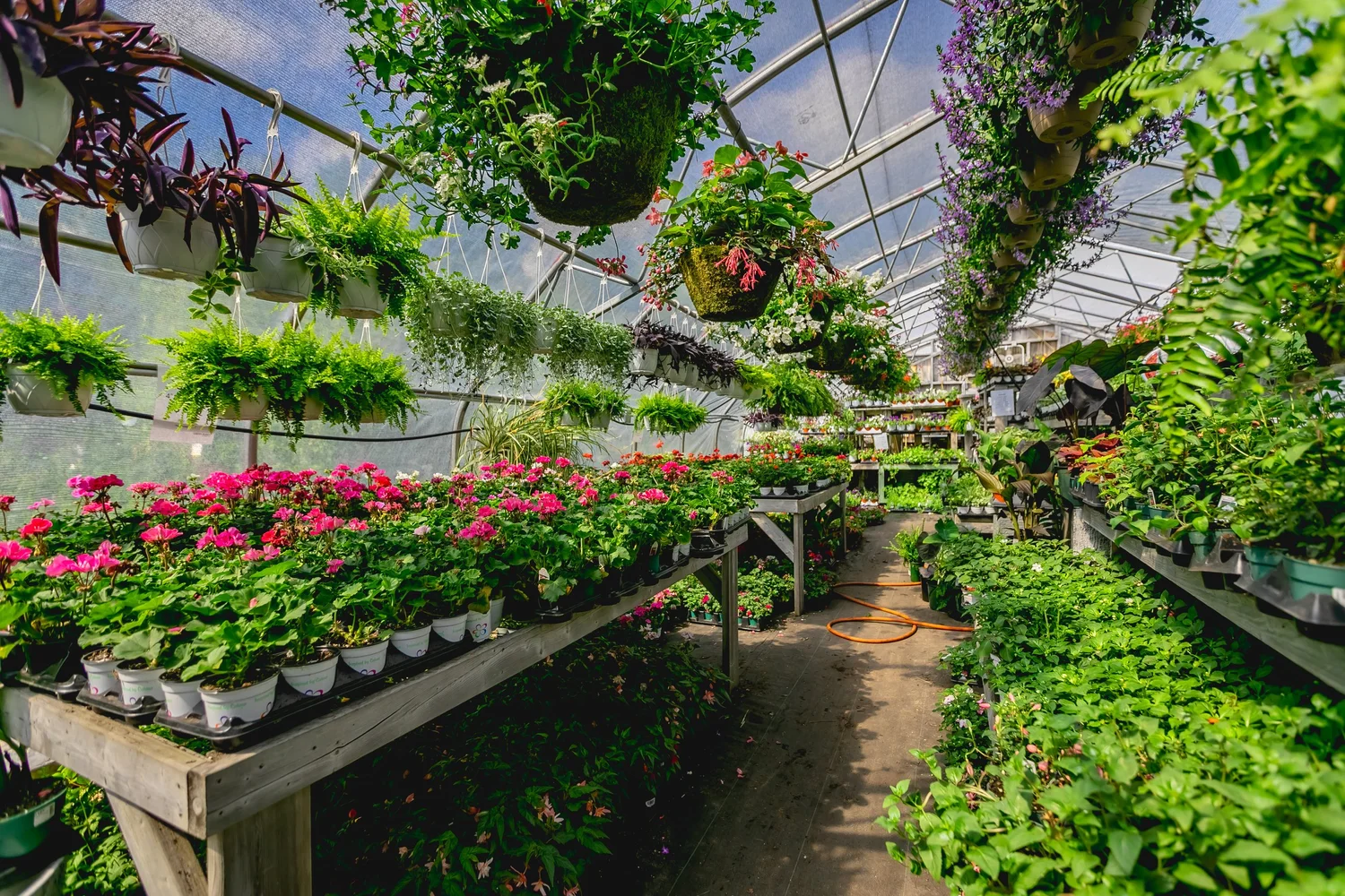 Plant Export